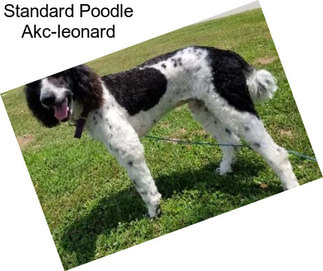 Standard Poodle Akc-leonard