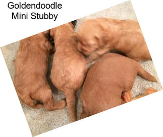 Goldendoodle Mini Stubby