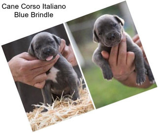 Cane Corso Italiano Blue Brindle