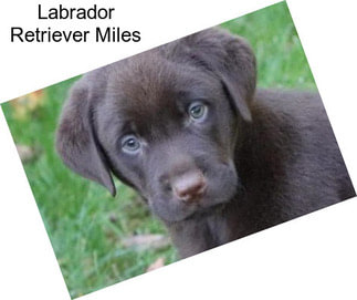 Labrador Retriever Miles