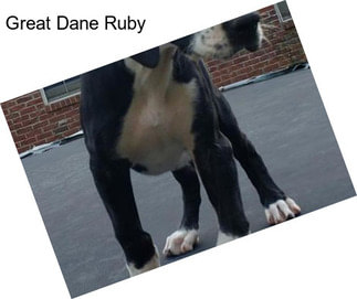 Great Dane Ruby