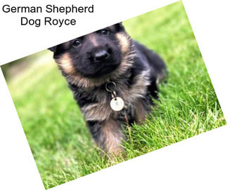 German Shepherd Dog Royce