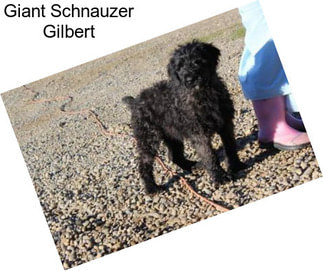 Giant Schnauzer Gilbert