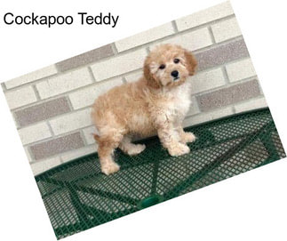 Cockapoo Teddy