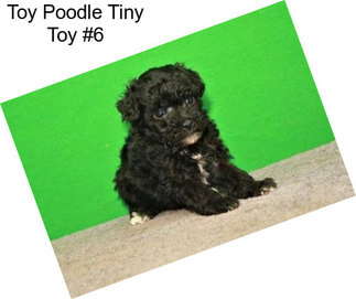 Toy Poodle Tiny Toy #6
