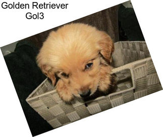 Golden Retriever Gol3