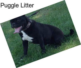 Puggle Litter