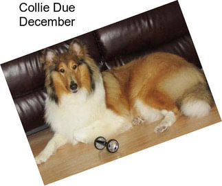 Collie Due December