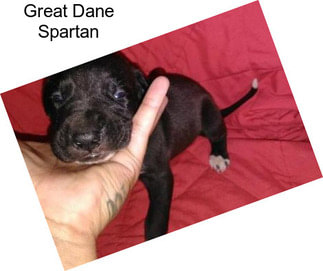 Great Dane Spartan