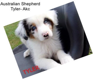 Australian Shepherd Tyler- Akc