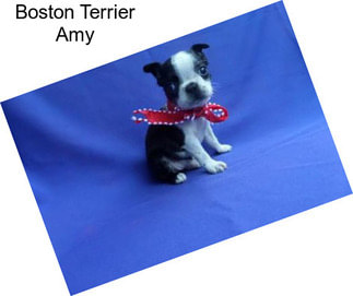 Boston Terrier Amy