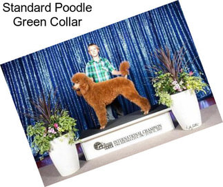 Standard Poodle Green Collar