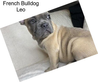 French Bulldog Leo