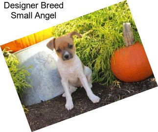 Designer Breed Small Angel