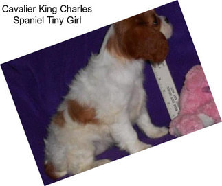 Cavalier King Charles Spaniel Tiny Girl