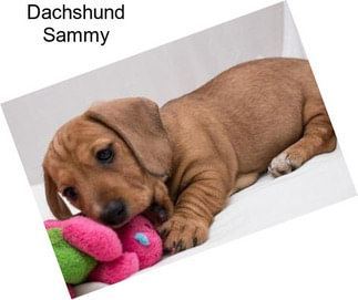 Dachshund Sammy