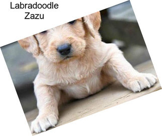 Labradoodle Zazu