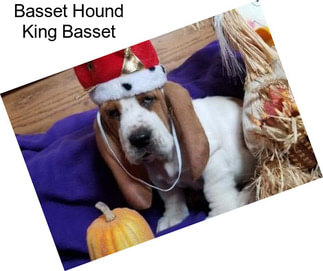 Basset Hound King Basset