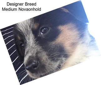 Designer Breed Medium Novaonhold