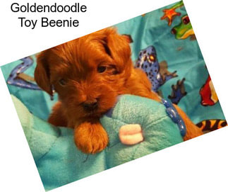 Goldendoodle Toy Beenie