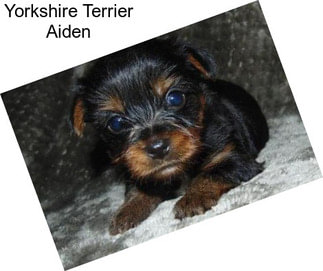 Yorkshire Terrier Aiden