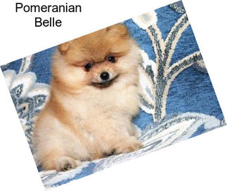 Pomeranian Belle