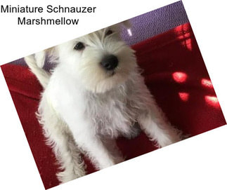 Miniature Schnauzer Marshmellow