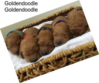 Goldendoodle Goldendoodle