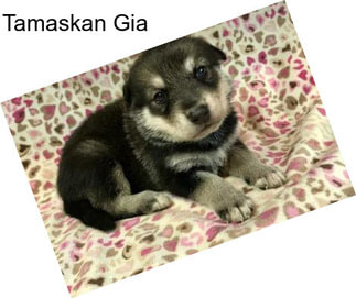 Tamaskan Gia