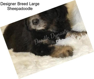 Designer Breed Large Sheepadoodle