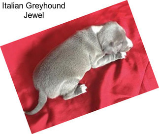 Italian Greyhound Jewel