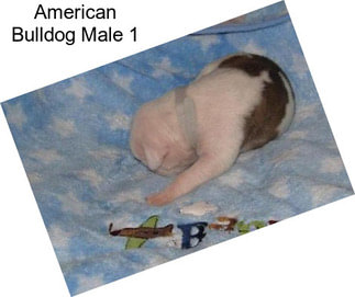 American Bulldog Male 1
