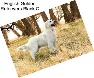 English Golden Retrievers Black O