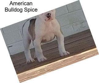 American Bulldog Spice