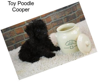 Toy Poodle Cooper