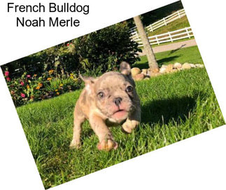 French Bulldog Noah Merle