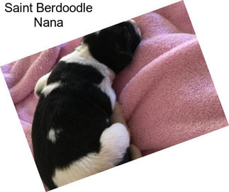 Saint Berdoodle Nana