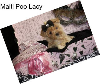 Malti Poo Lacy