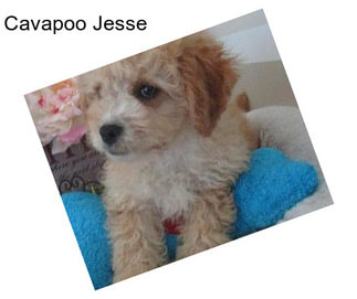 Cavapoo Jesse