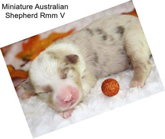 Miniature Australian Shepherd Rmm V