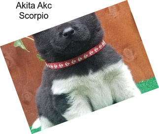Akita Akc Scorpio