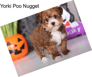 Yorki Poo Nugget