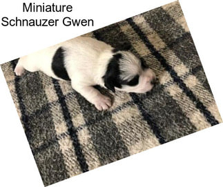 Miniature Schnauzer Gwen