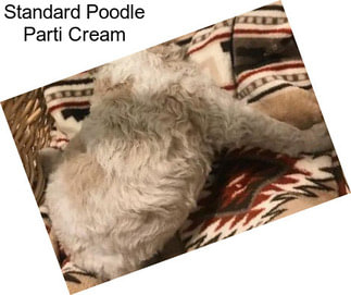 Standard Poodle Parti Cream