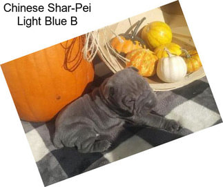 Chinese Shar-Pei Light Blue B