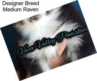 Designer Breed Medium Raven