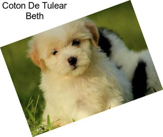 Coton De Tulear Beth