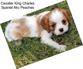 Cavalier King Charles Spaniel Akc Peaches