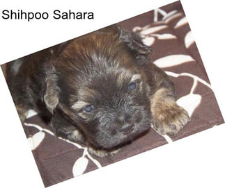 Shihpoo Sahara