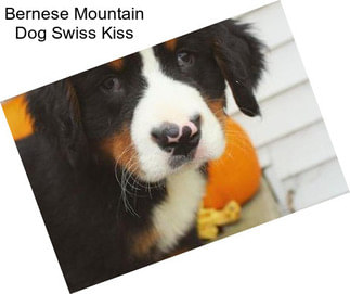 Bernese Mountain Dog Swiss Kiss